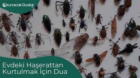 Haşerelerden Korunmak İçin Etkili Dualar